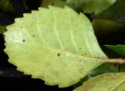 Fuscospora truncata: leaf (abaxial side).
 Image: P.B. Heenan © Landcare Research 2014 CC BY 3.0 NZ